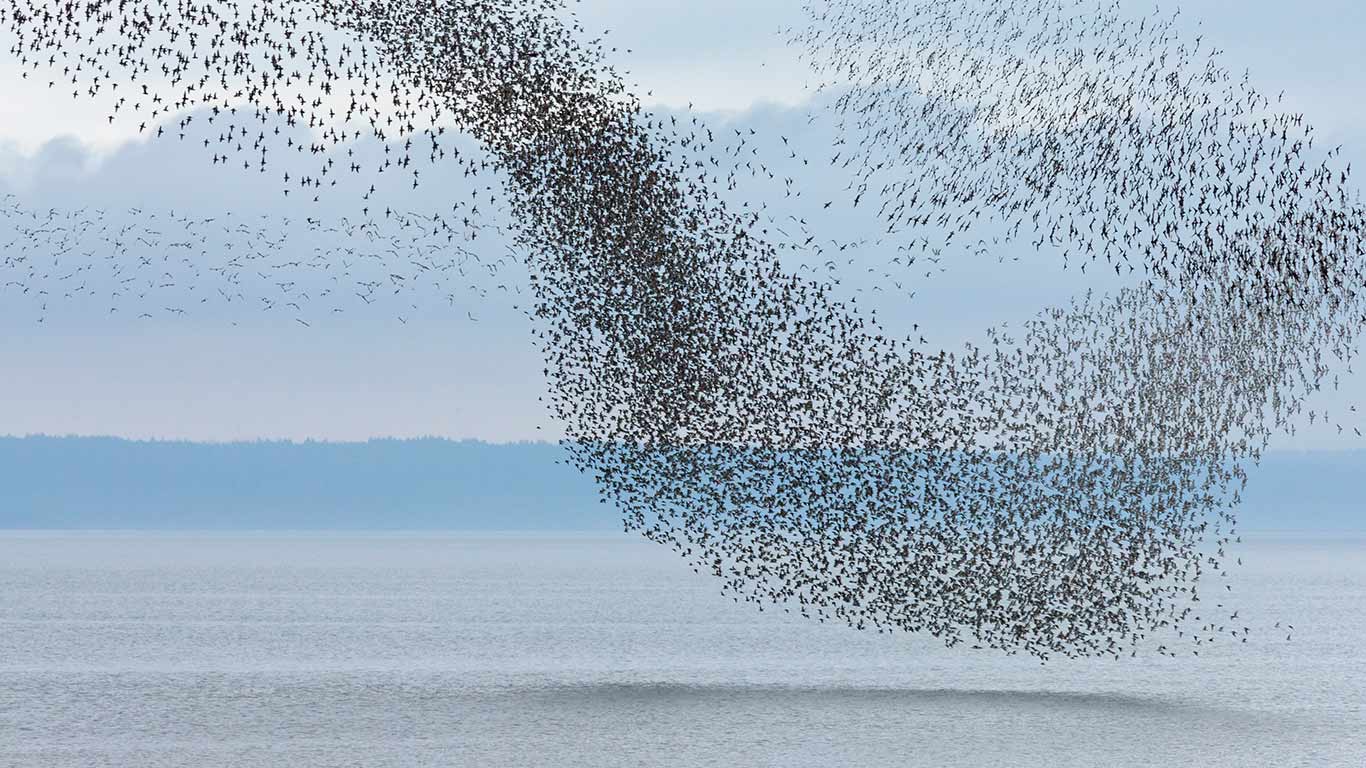 Semipalmated Sandpiper (Calidris pusilla) flock flying over the Bay of Fundy, New Brunswick (© Yva Momatiuk and John Eastcott/Minden Pictures)(Bing Canada)