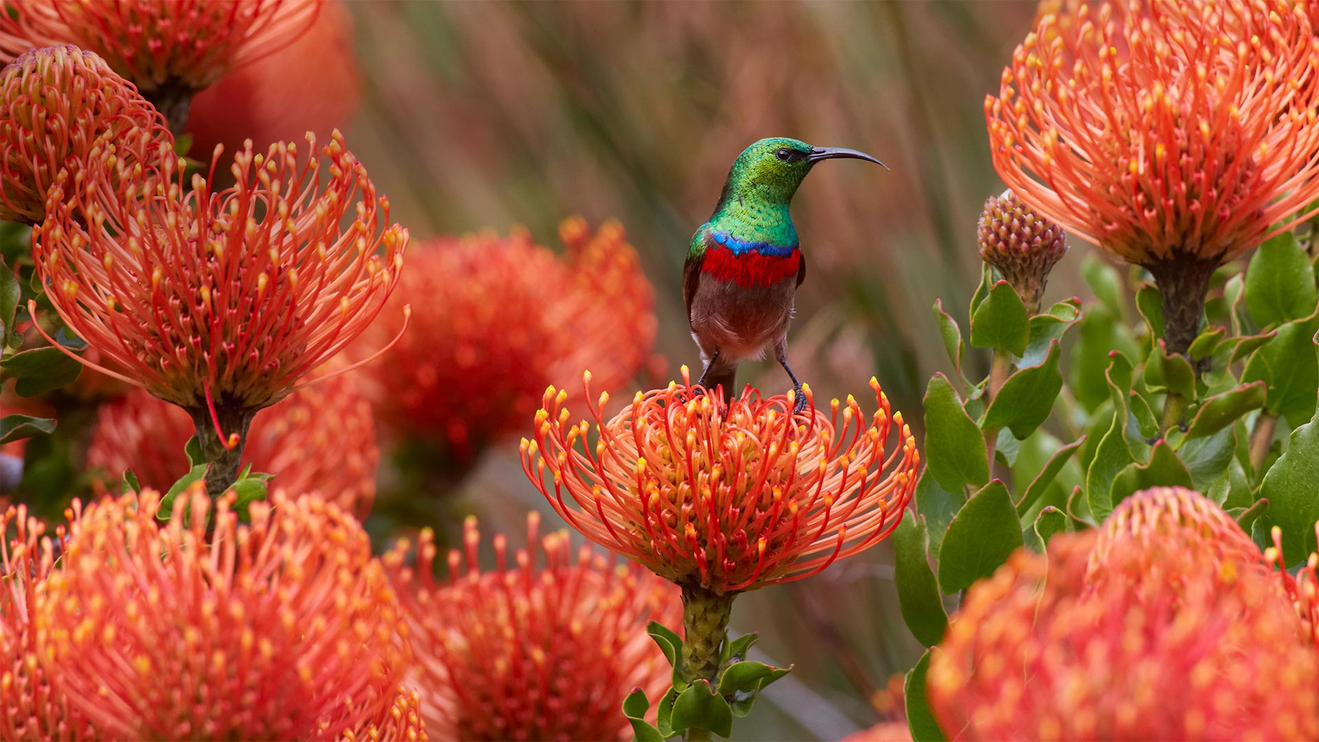 Male southern double-collared sunbird on rocket pincushion flower, Kirstenbosch Garden, Cape Town, South Africa (© Martin Willis/Minden Pictures)(Bing United Kingdom)