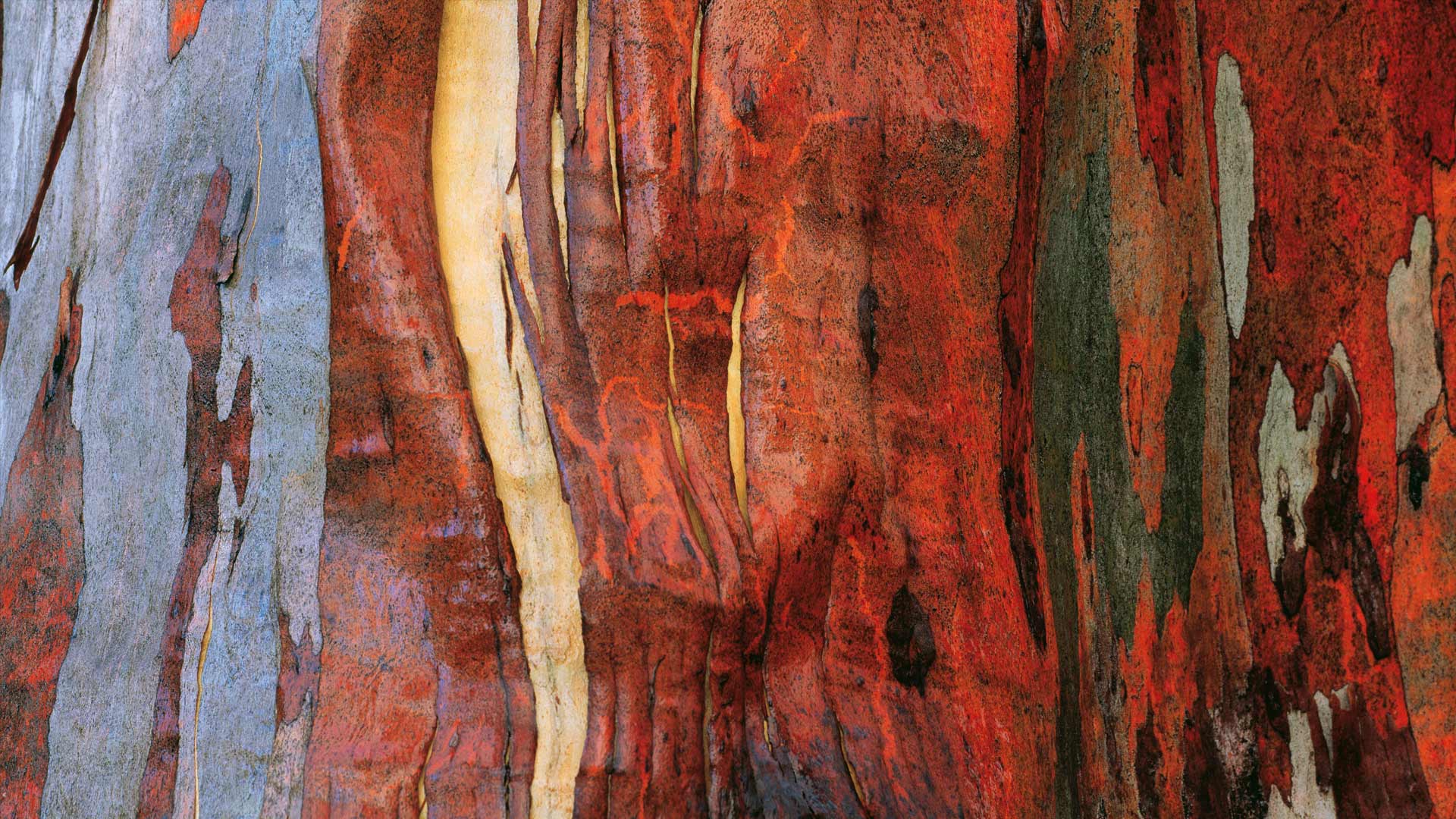 Alpine eucalypt bark in Tasmania (© Australian Scenics/Getty Images)(Bing Australia)