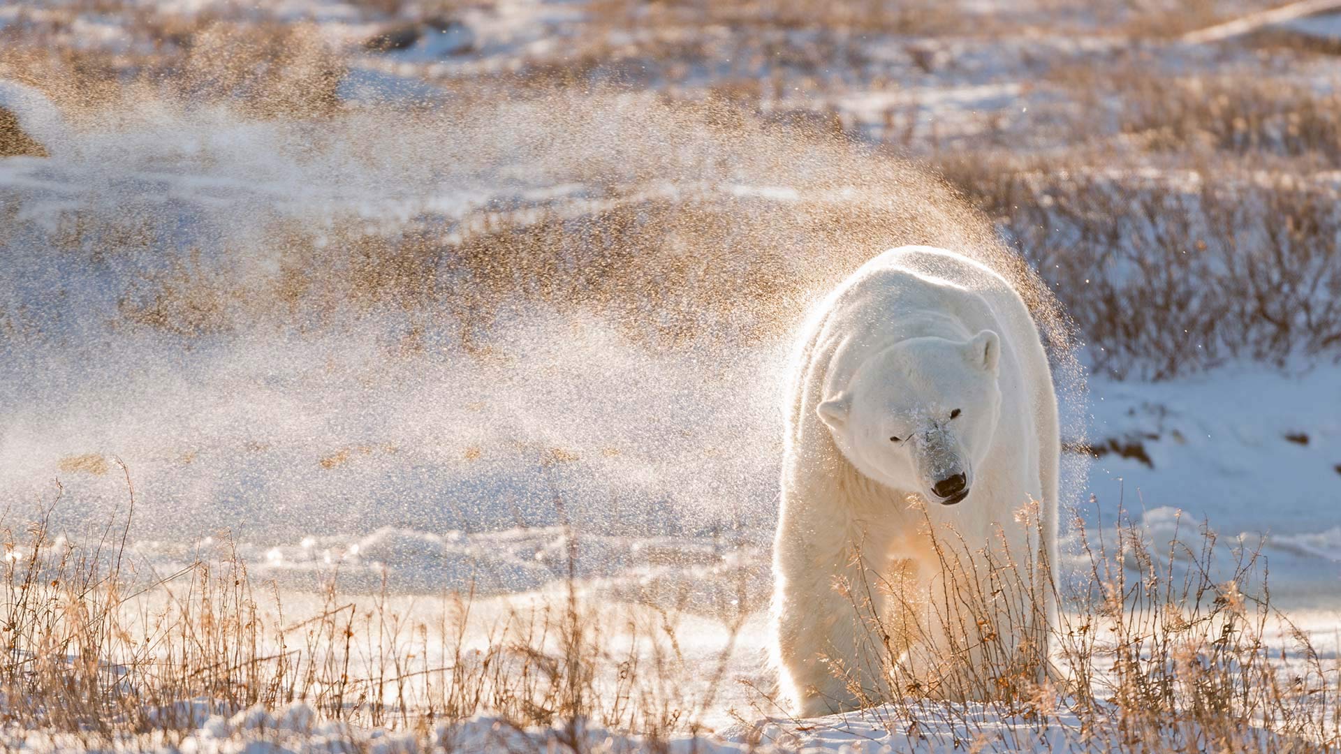 ｢ホッキョクグマ｣カナダ, ハドソン湾 (© Ralph A. Clevenger/Tandem Stills + Motion)(Bing Japan)
