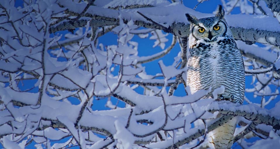 Great Horned Owl in Alberta, Canada (© Wayne Lynch/Corbis) &copy; (Bing United Kingdom)