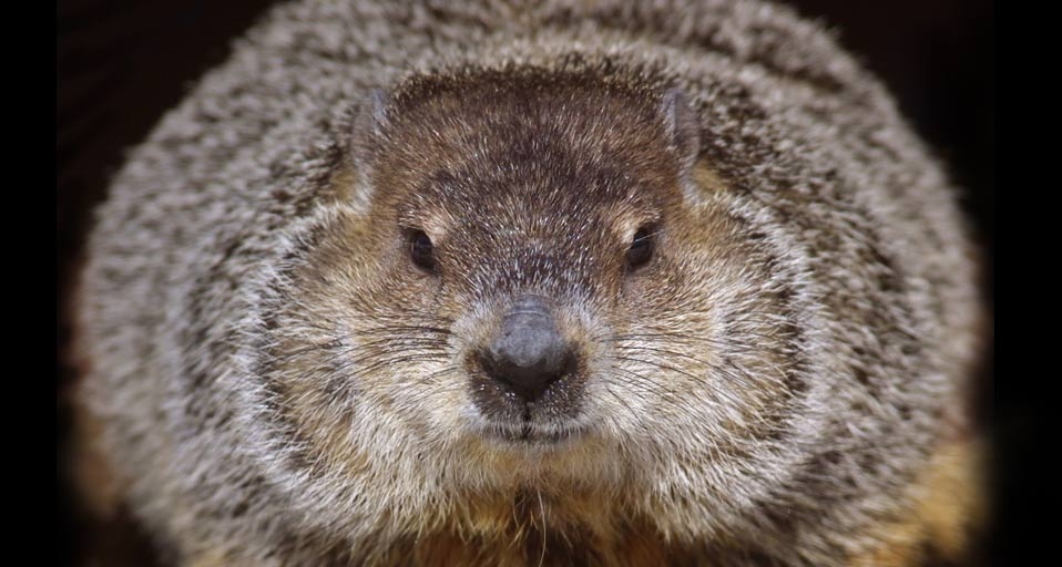 One of the groundhogs at Brookfield Zoo in Brookfield, Illinois (© Tim Boyle /Getty Images) &copy; (Bing Canada)