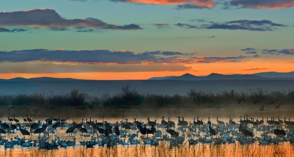 Snow geese and sandhill cranes flock in the Bosque del Apache National Wildlife Refuge near Socorro, New Mexico, U.S.A. (© Tim Fitzharris/Corbis) &copy; (Bing Canada)