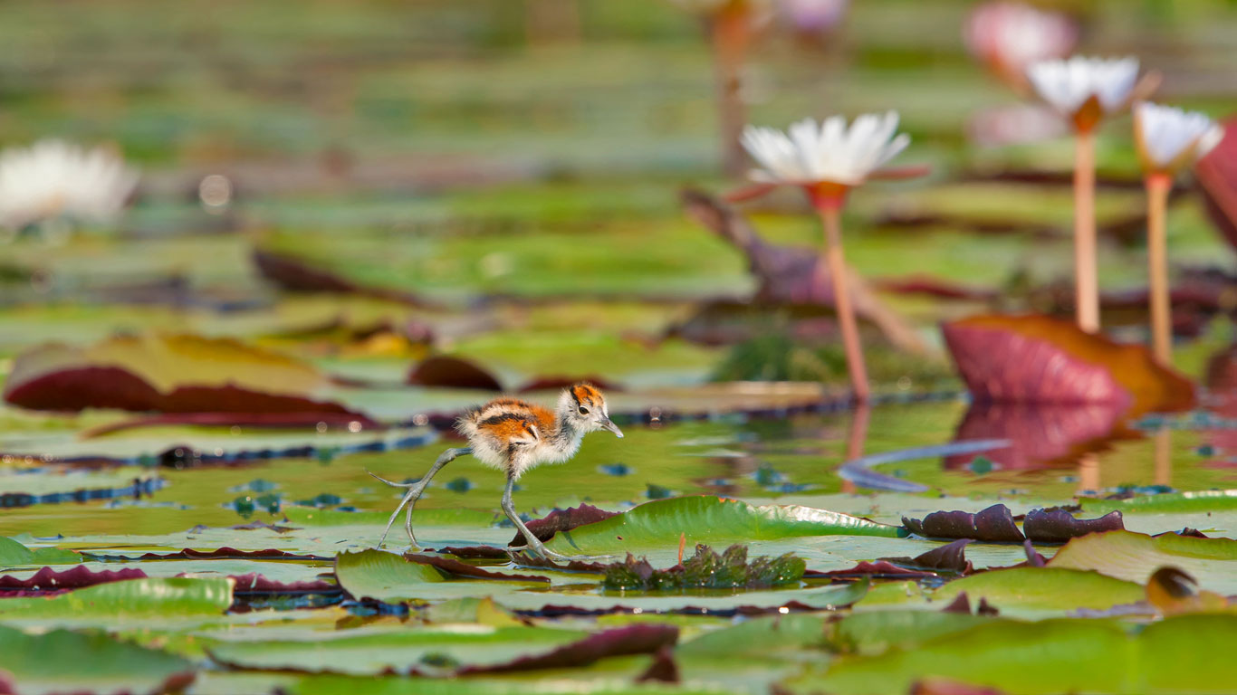 African jacana chick in Chobe National Park, Botswana (© Brendon Cremer/Minden Pictures)(Bing United Kingdom)