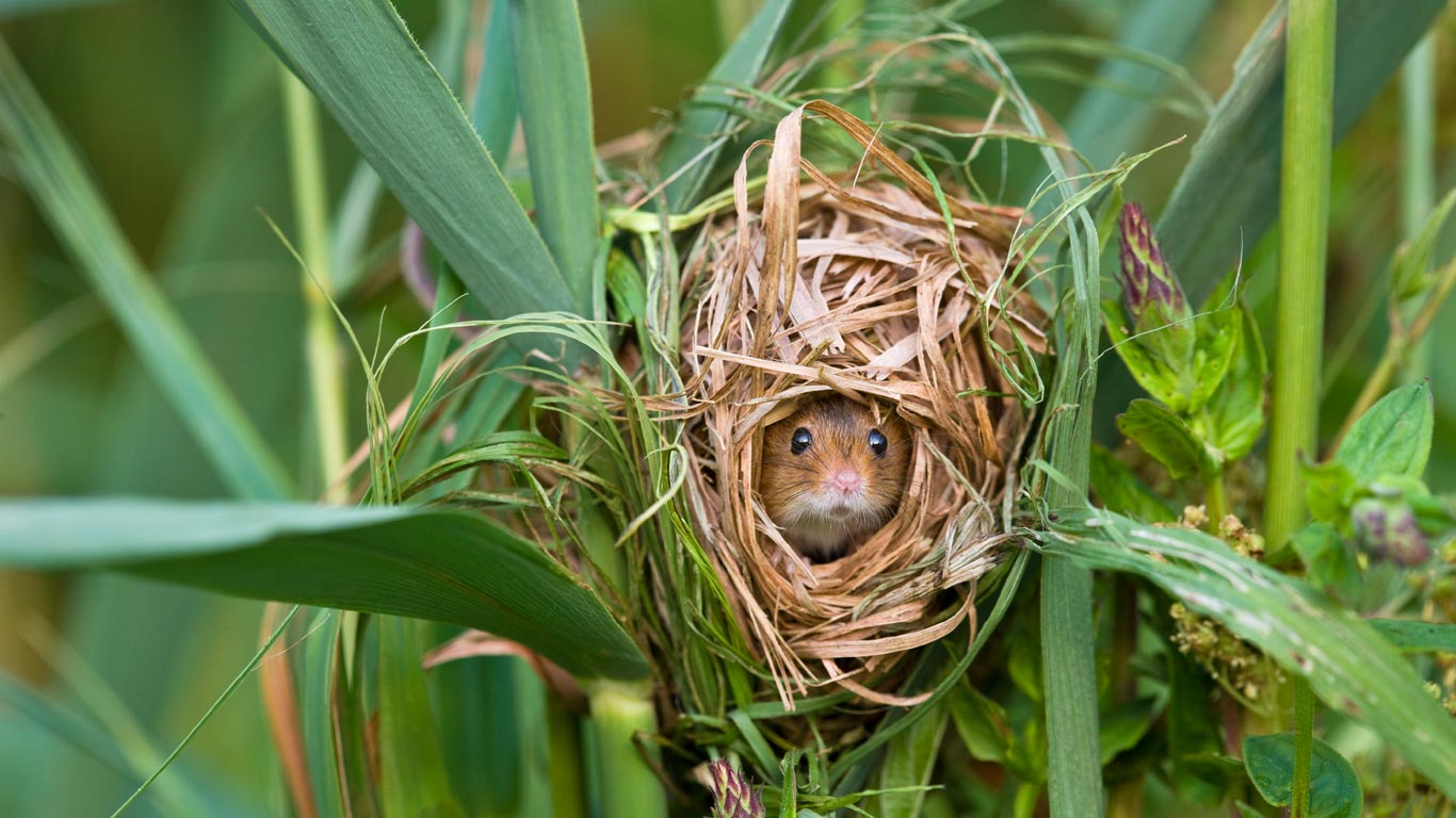 Rat des moissons niché dans des roseaux communs, France (© Klein and Hubert/Minden Pictures)(Bing France)