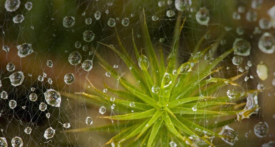 A grass spider’s web with raindrops (© Don Johnston/Age Fotostock) &copy; (Bing United Kingdom)