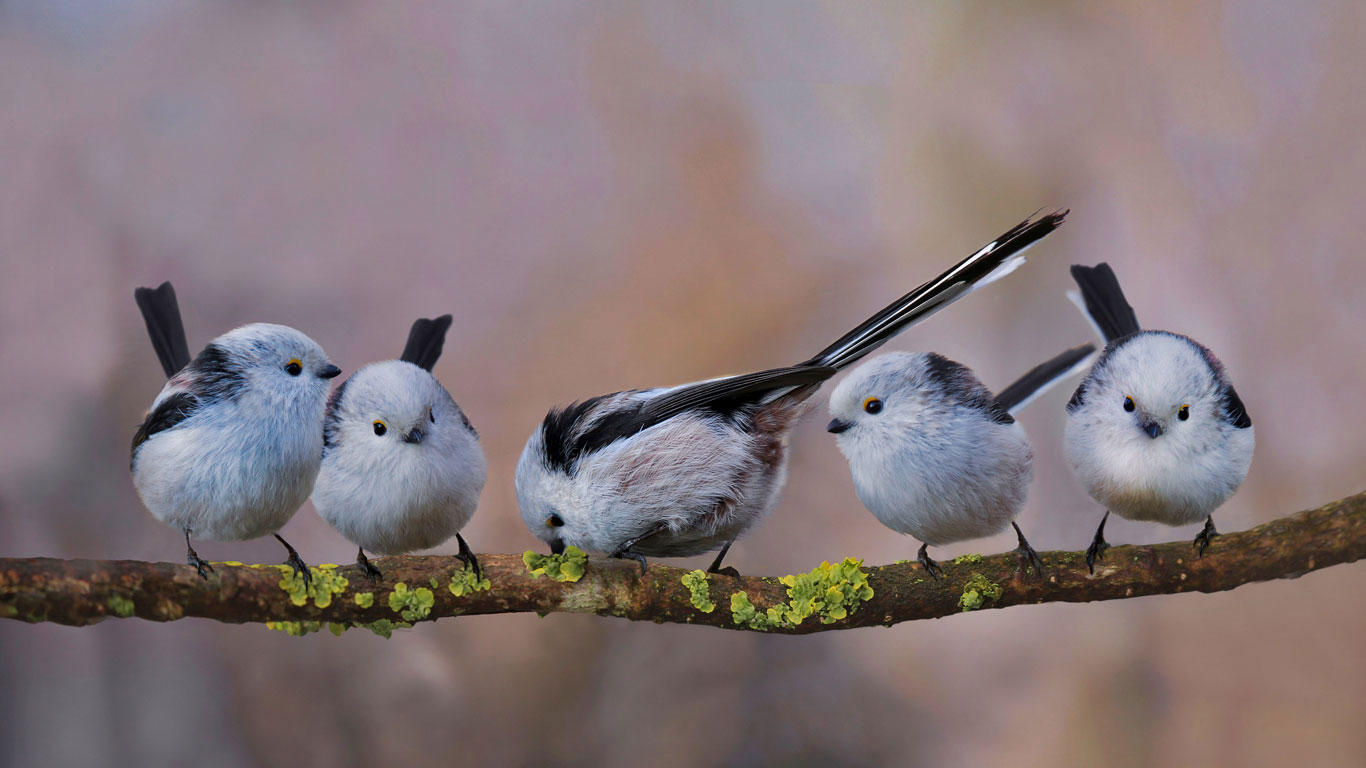 Long-tailed tits in Erding, Germany (© H. Schmidbauer/Offset)(Bing United Kingdom)