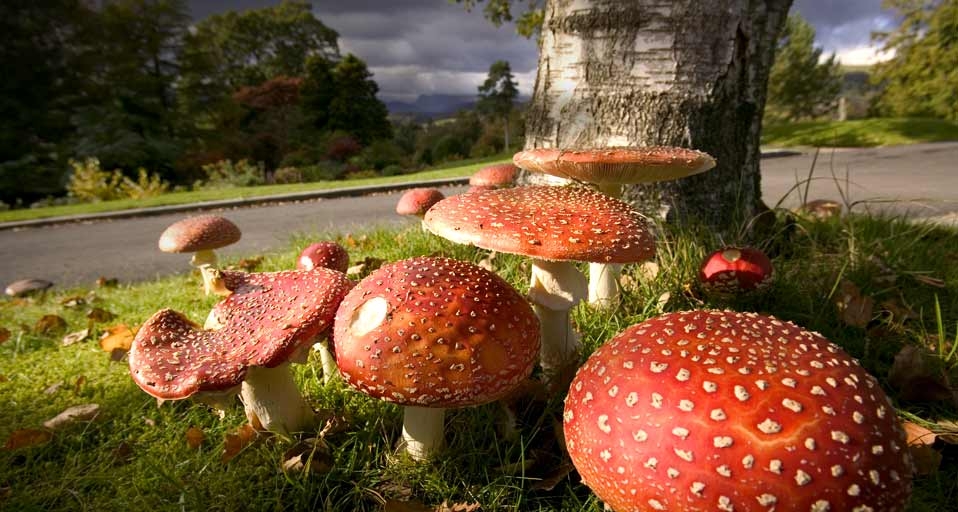 岁月的童话：小红帽的故事 -- Ashley Cooper/Photolibrary &copy; (Bing China)