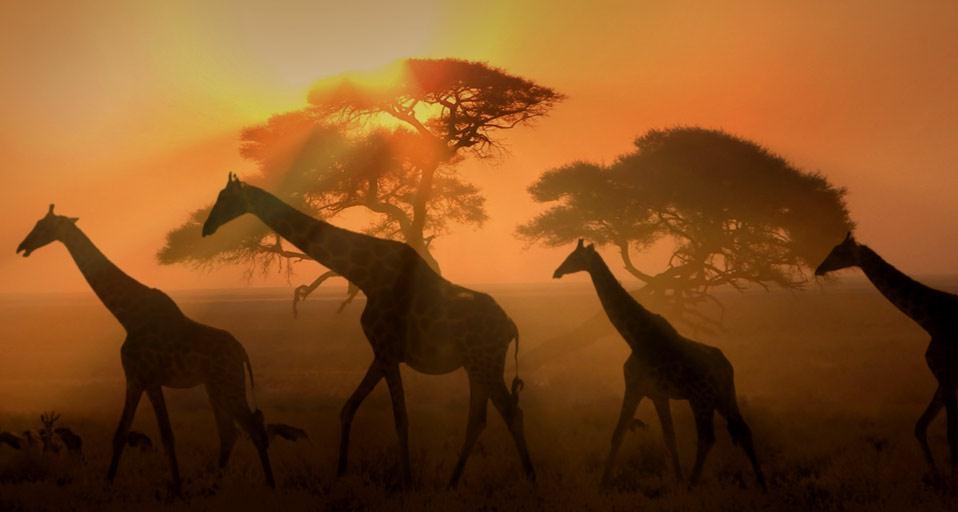 Giraffes at twilight in Etosha National Park, Namibia (© Framepool) &copy; (Bing Canada)