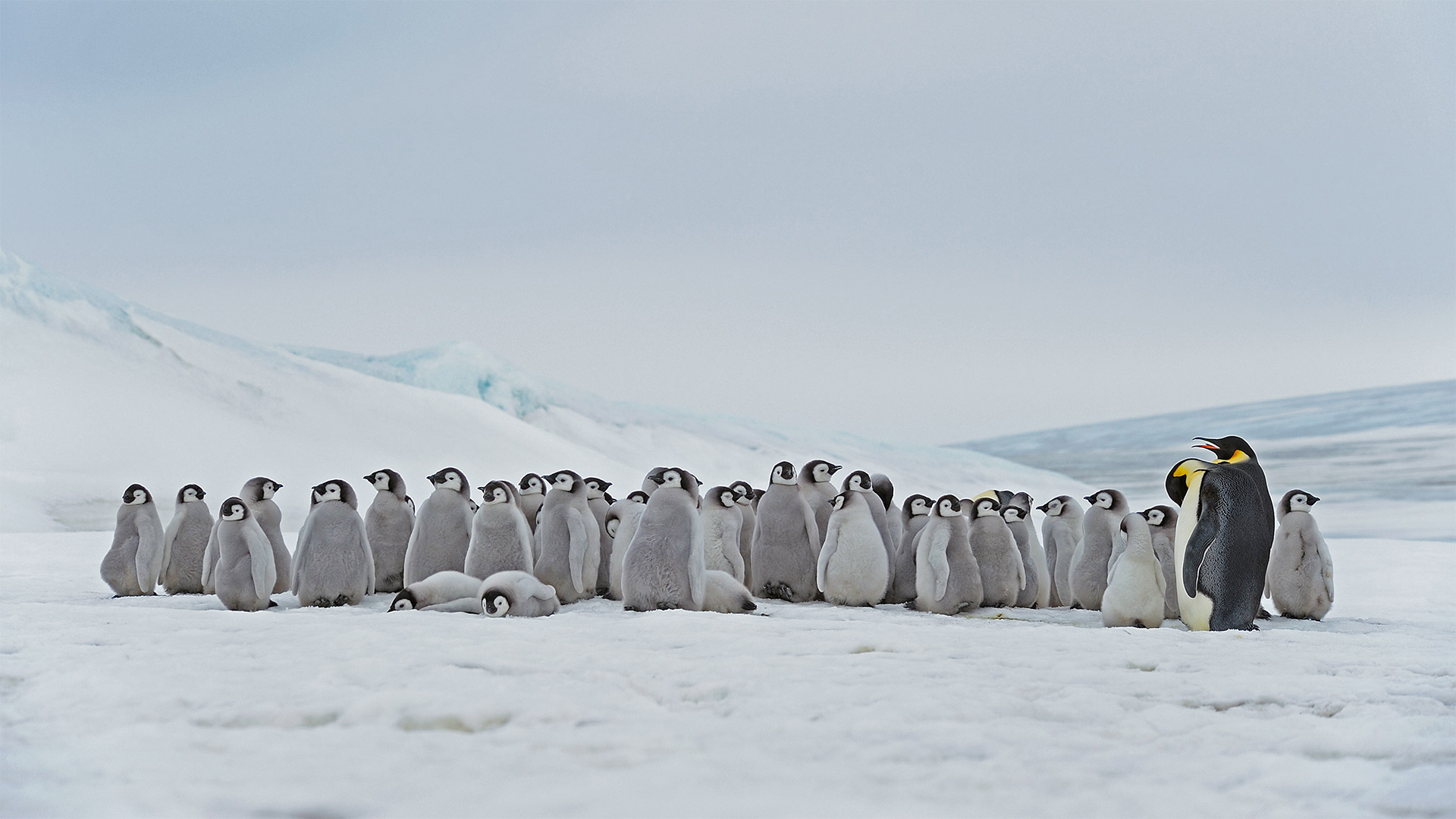 Emperor penguin adults and chicks at the Snow Hill Island rookery, Antarctica (© Martin Ruegner/Getty Images)(Bing United Kingdom)