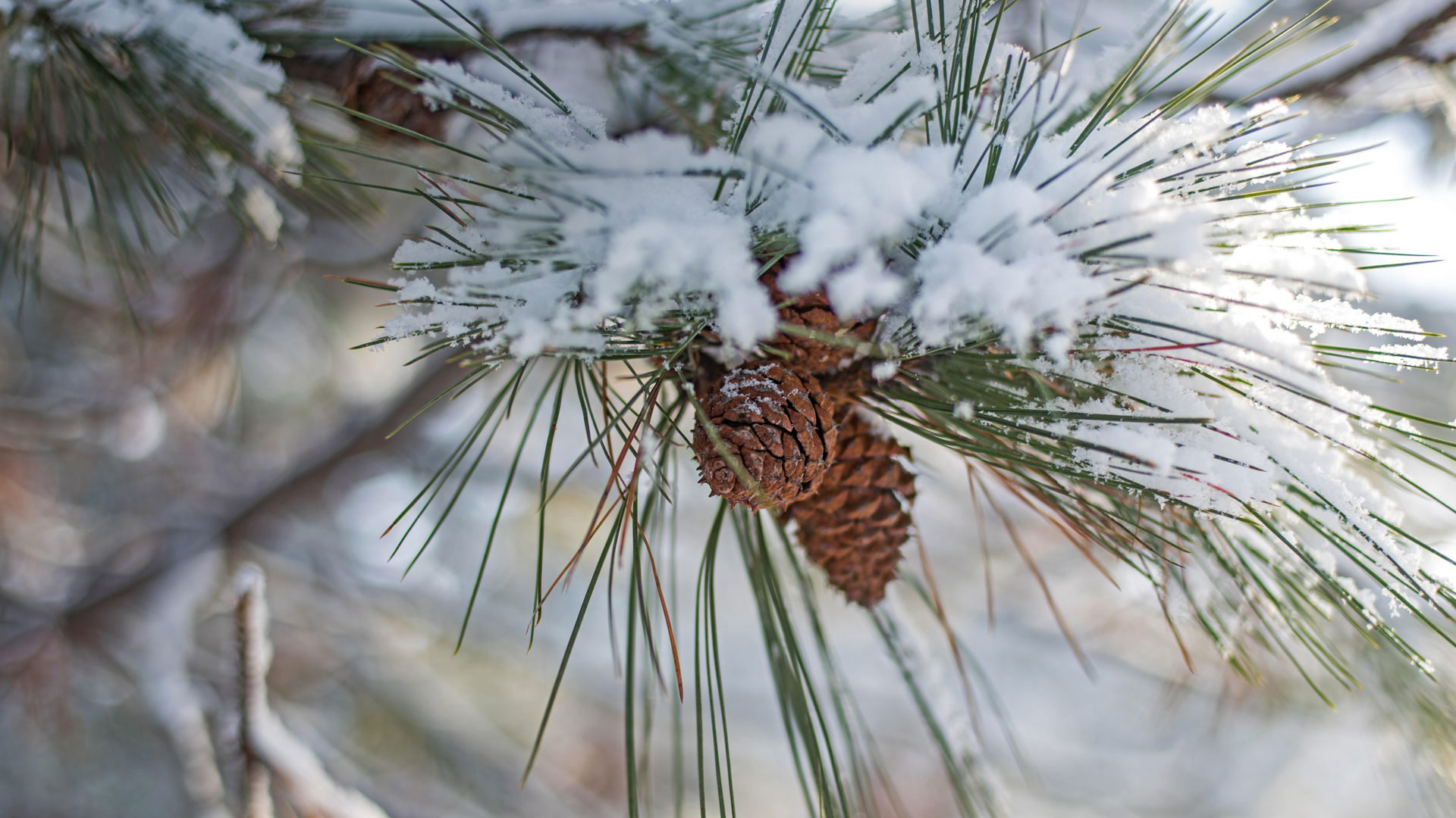 ｢松かさと雪｣ (© divineviewphotography/Alamy)(Bing Japan)