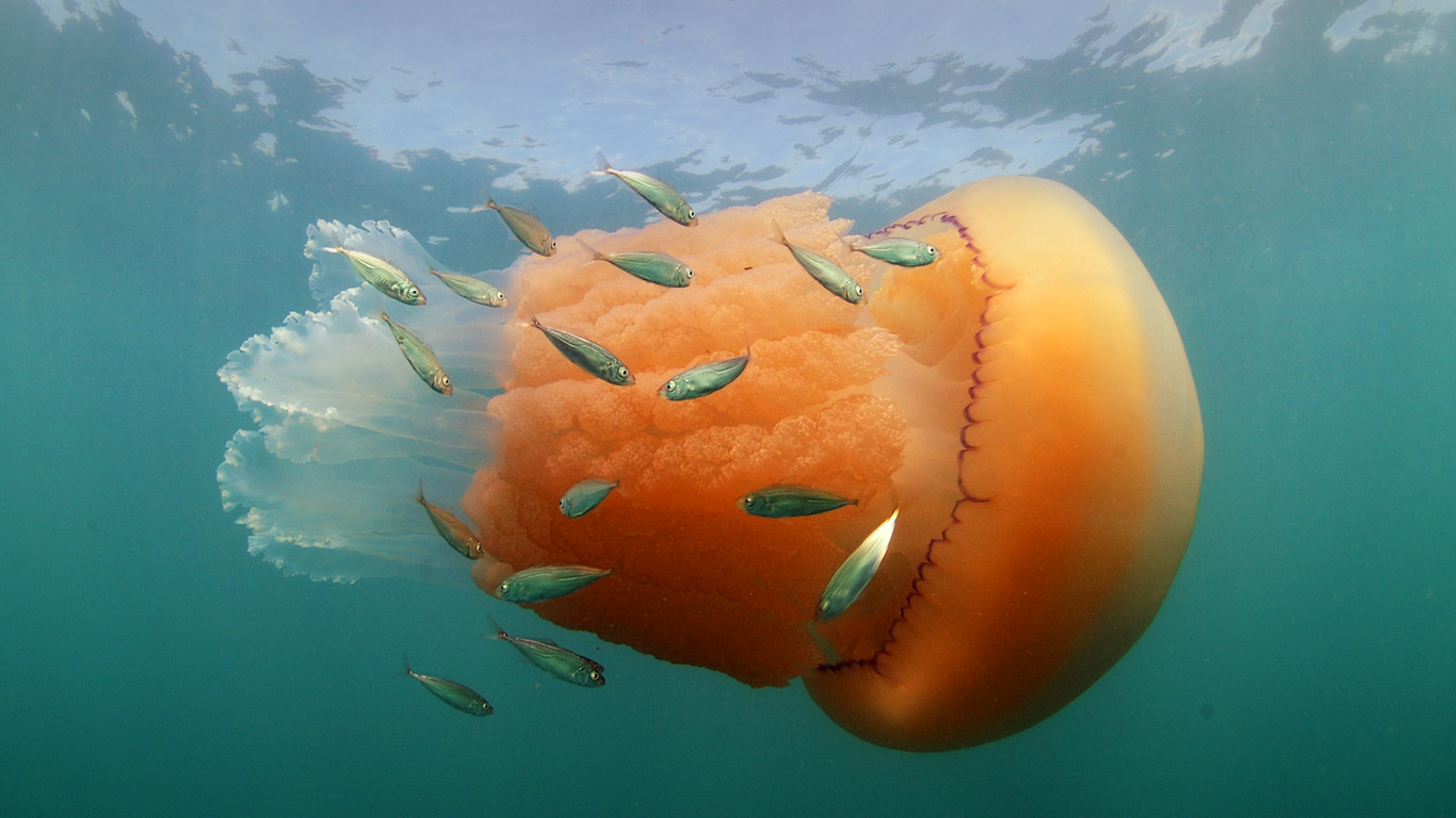 A barrel jellyfish and Atlantic horse mackerel at Kimmeridge Bay, Isle of Purbeck, Dorset (© Steve Trewhella/FLPA/Minden Pictures)(Bing United Kingdom)