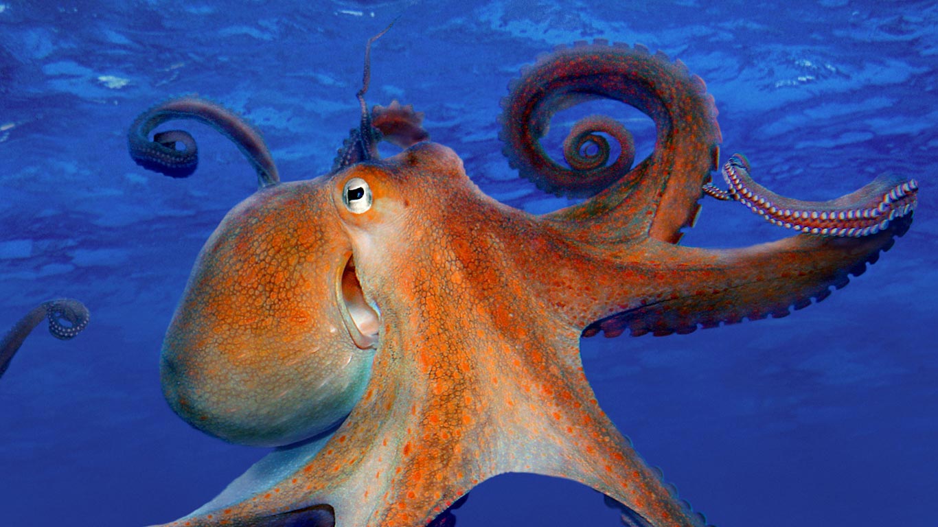 无法真正微笑的章鱼 (© blickwinkel/Alamy)(Bing China)