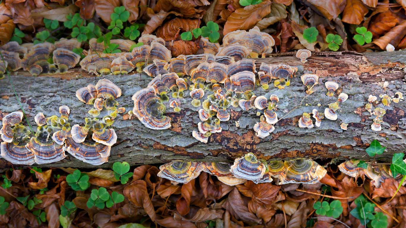 Schmetterlings-Tramete im Naturschutzgebiet Parque natural de Gorbea, Spanien (© David Santiago Garcia/Aurora Photos)(Bing Deutschland)