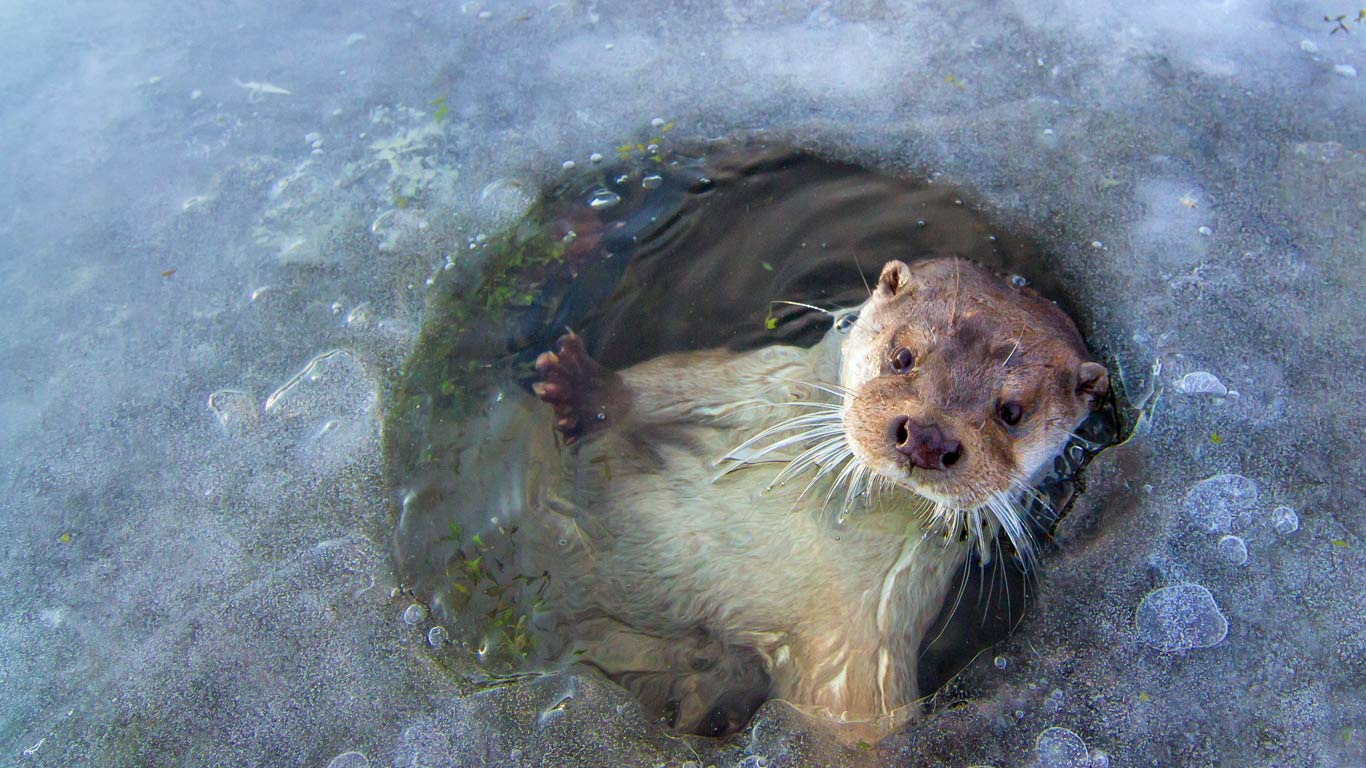 European otter near Lelystad, Netherlands (© Ernst Dirksen/Minden Pictures)(Bing United Kingdom)