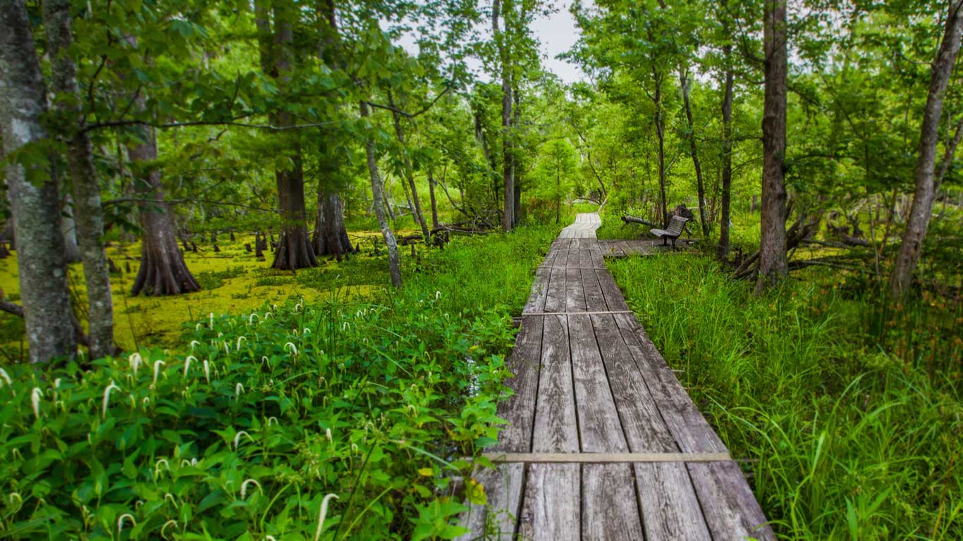 Barataria Trail, part of Jean Lafitte National Historical Park, Louisiana, USA (© Karine Aigner/Tandem Stills + Motion)(Bing United Kingdom)