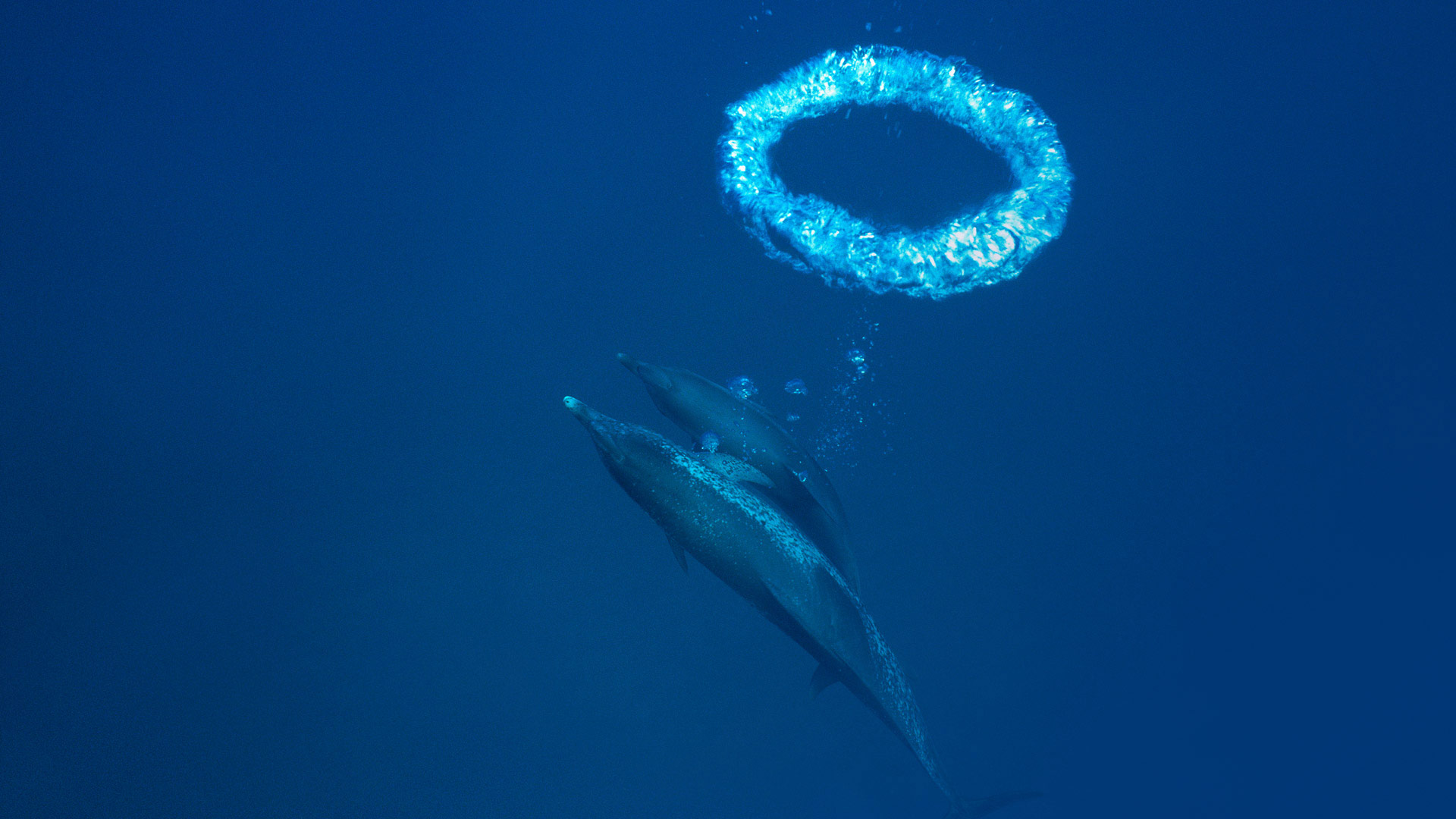 ｢バブルリングを吐くイルカ｣バハマ, バハマ・バンクス (© Hiroya Minakuchi/Minden Pictures)(Bing Japan)