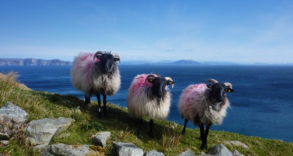 Sheep on Achill Island, County Mayo, Ireland (© Maura Molloy) &copy; (Bing United Kingdom)
