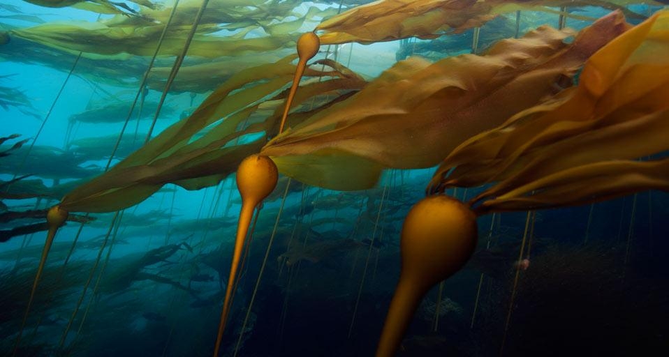A bull kelp forest Hussar Point, Browning Pass, British Columbia, Canada (© Mauricio Handler/Getty Images) &copy; (Bing United Kingdom)