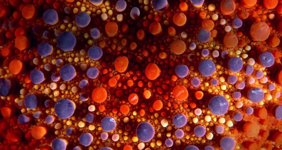 Firebrick sea star (© Tobias Bernhard/Corbis) &copy; (Bing United Kingdom)