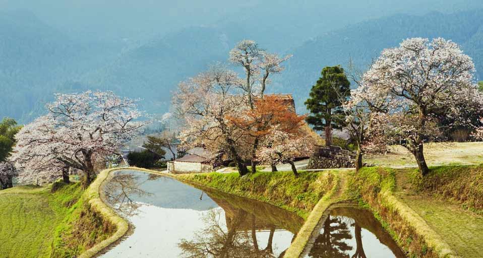 ｢三多気の桜｣三重県, 津市 (© DAJ/amana images/gettyimages)(Bing Japan)