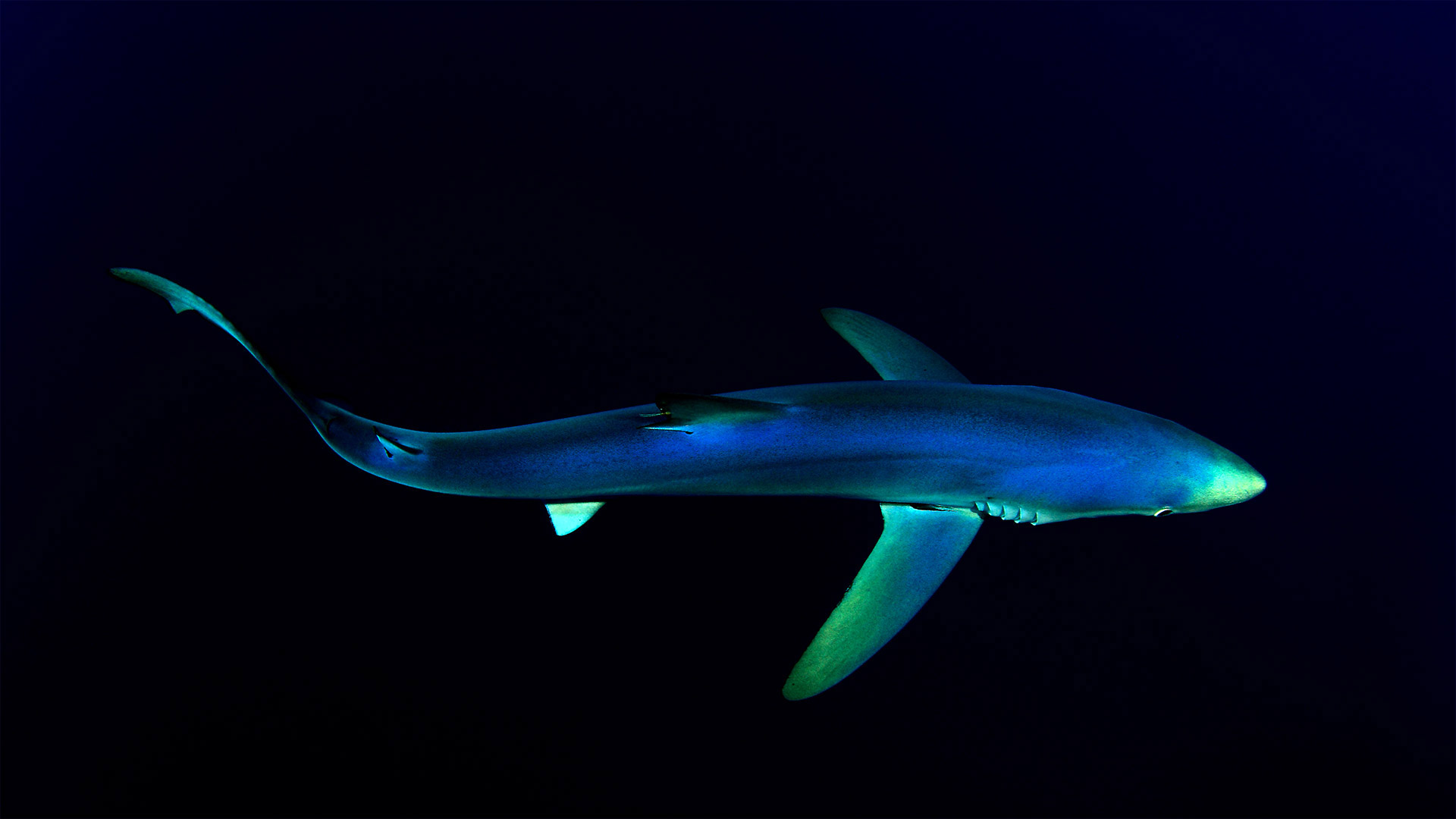 Blue shark near the Azores in the North Atlantic Ocean (© Nuno Sa/Minden Pictures)(Bing United Kingdom)