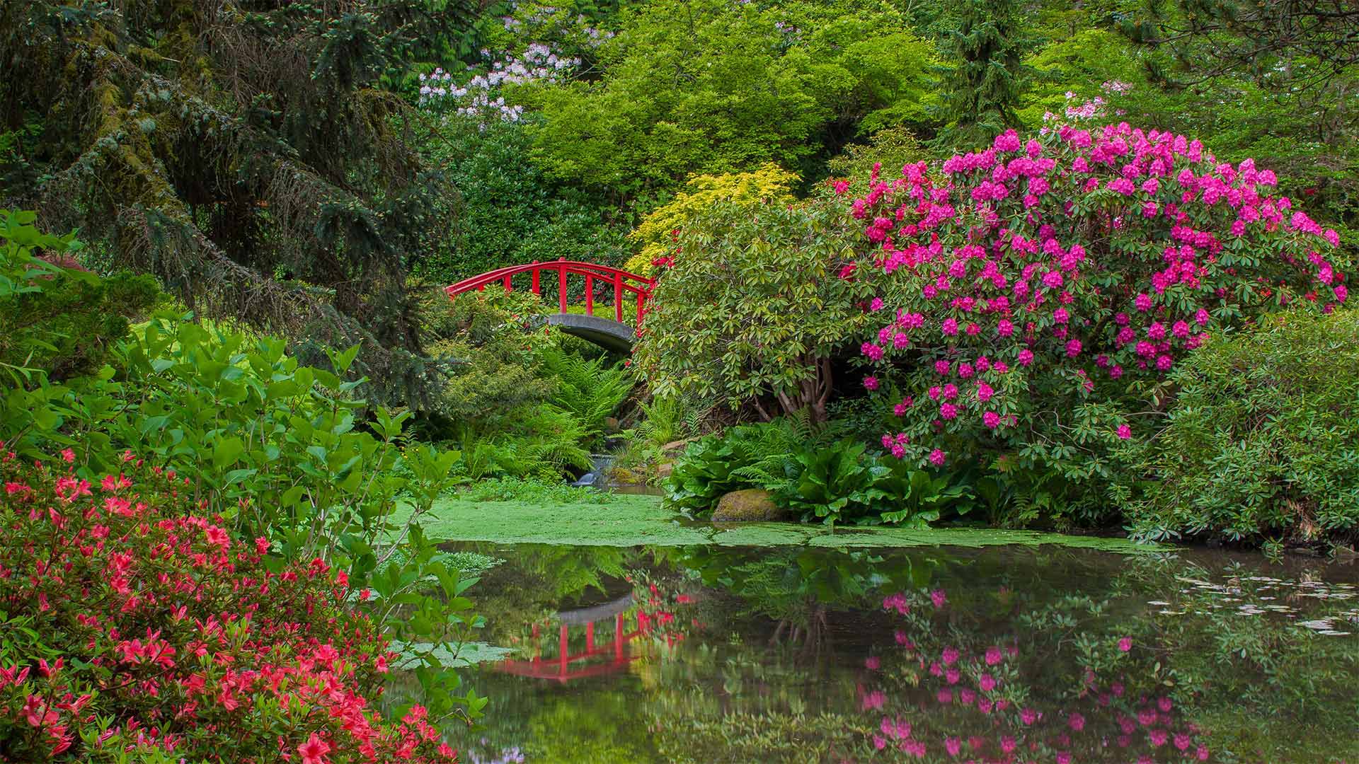 Rhododendrons and azaleas blooming around the Moon Bridge, Kubota Garden, Seattle, Washington (© Mary Liz Austin/Alamy)(Bing United States)