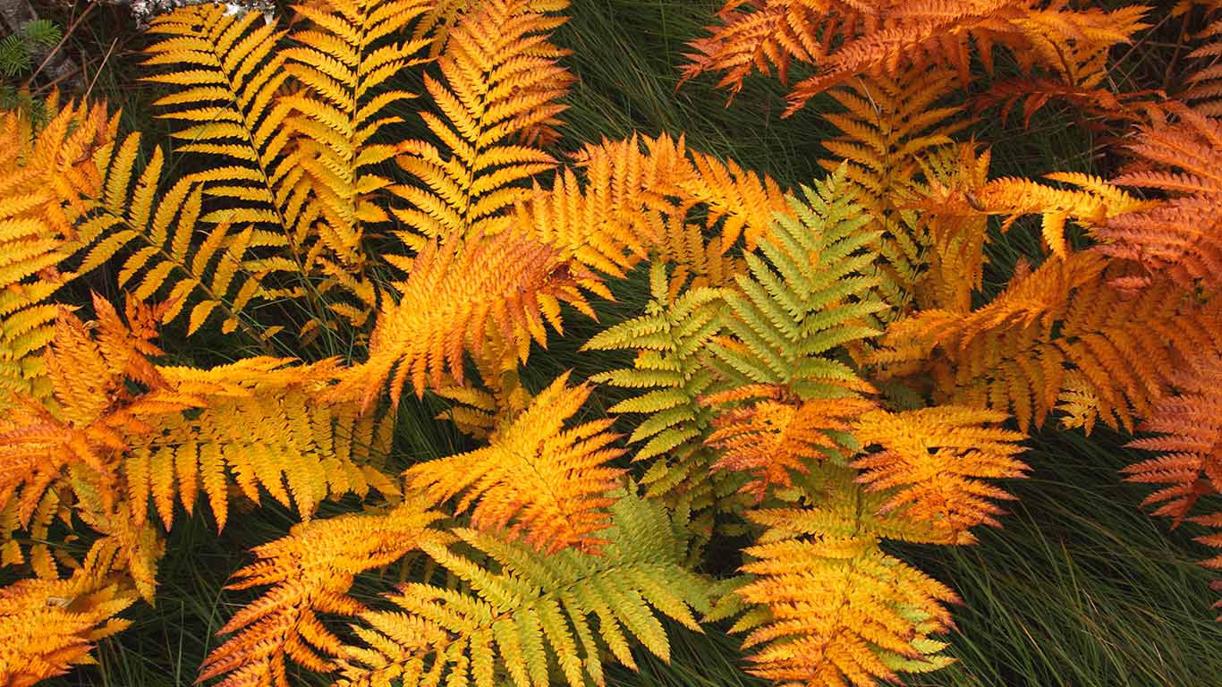Frond in autumn colours, Gros Morne National Park, Newfoundland (© S Meyers/Age Fotostock)(Bing Canada)