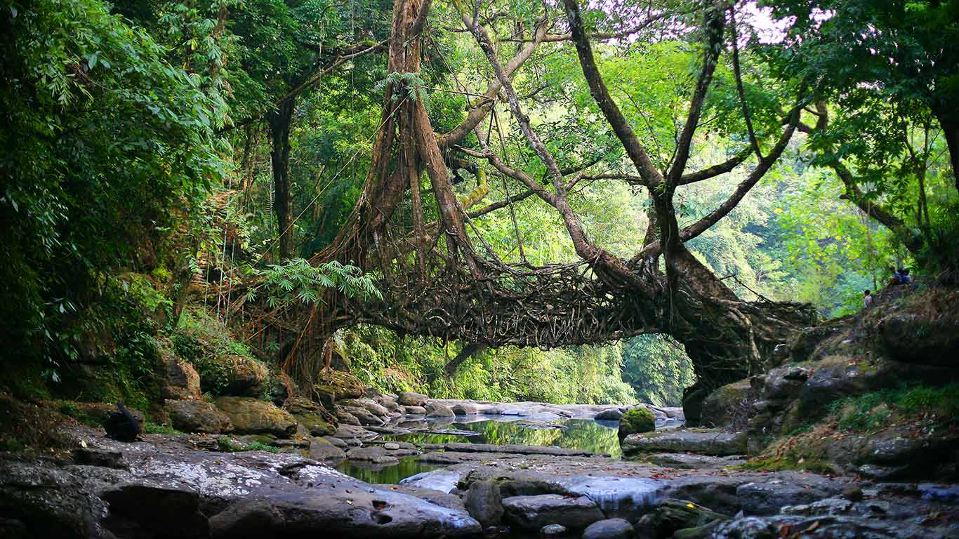 ｢生きている橋｣インド, メガラヤ州 (© Timothy Allen/Getty Images)(Bing Japan)
