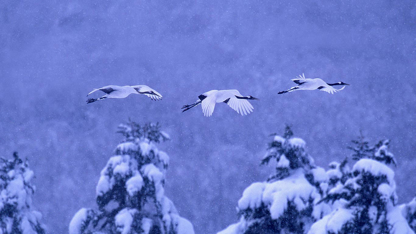 Red-crowned cranes in Akan National Park, Hokkaido, Japan (© Vincent Munier/Minden Pictures)(Bing Canada)