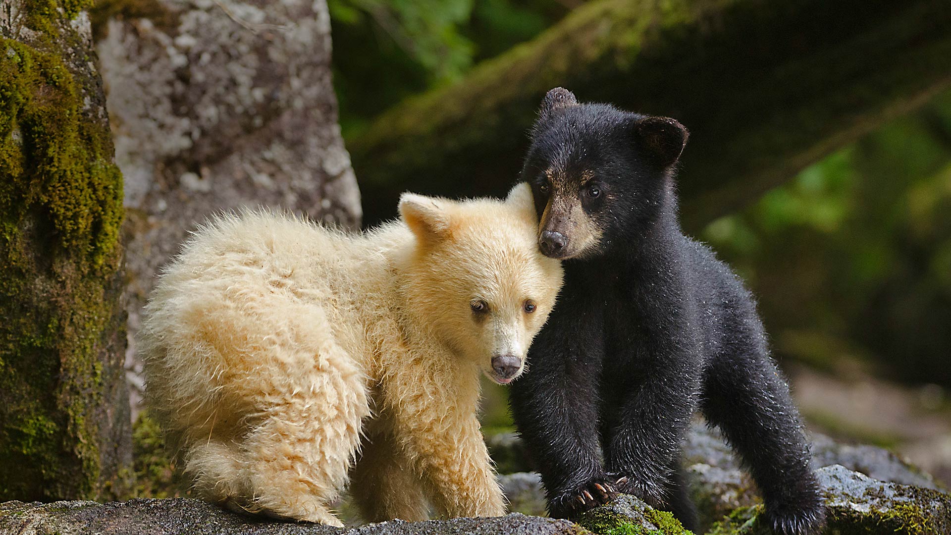｢アメリカグマの兄弟」カナダ, グレートベア・レインフォレスト (© Ian Mcallister/Offset)(Bing Japan)