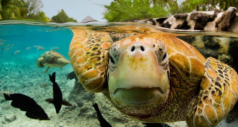 Green sea turtles in Bora Bora, French Polynesia (© Michele Westmorland/Corbis) &copy; (Bing United Kingdom)