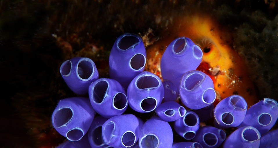 Blue Bell Tunicates (Sea squirts) in the waters near Roatan Island, Honduras -- Mike Ricciardi/Photolibrary &copy; (Bing United Kingdom)