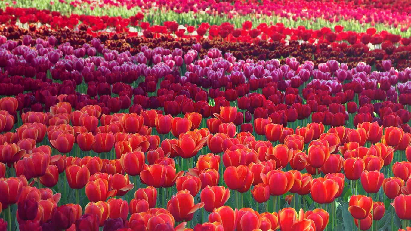 Tulips at the Floriade flower festival in Canberra, Australia (© Ginevre Marlow/Alamy)(Bing United Kingdom)