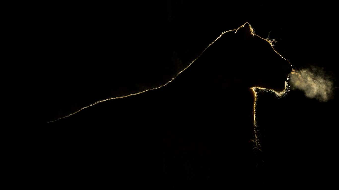 A lioness at night in the Sabi Sand Game Reserve, South Africa (© Brendon Cremer/Minden Pictures)(Bing United Kingdom)