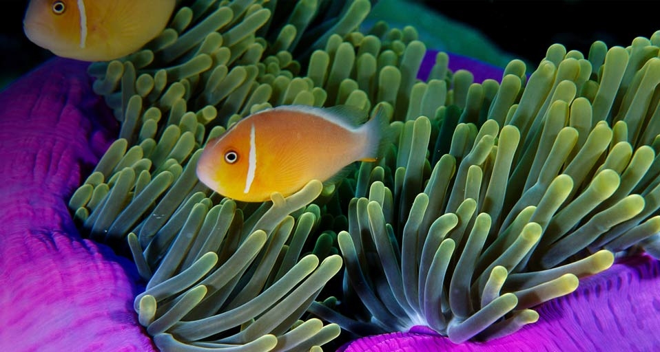 Anemonefish swimming in a pink anemone off the coast of the Republic of Palau -- Robinson Ed/Photolibrary &copy; (Bing United Kingdom)
