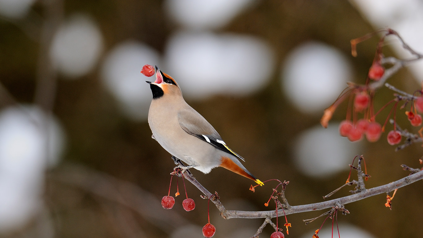 Bohemian Waxwing (Bombycilla garrulus) feeding on crabapples, Sudbury, Ontario, Canada (© Don Johnston/Getty Images)(Bing Canada)