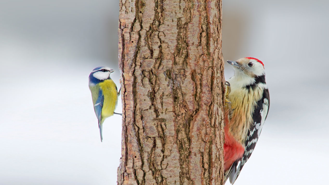 Middle spotted woodpecker and blue tit (© Naturfoto-Online/Alamy)(Bing United Kingdom)