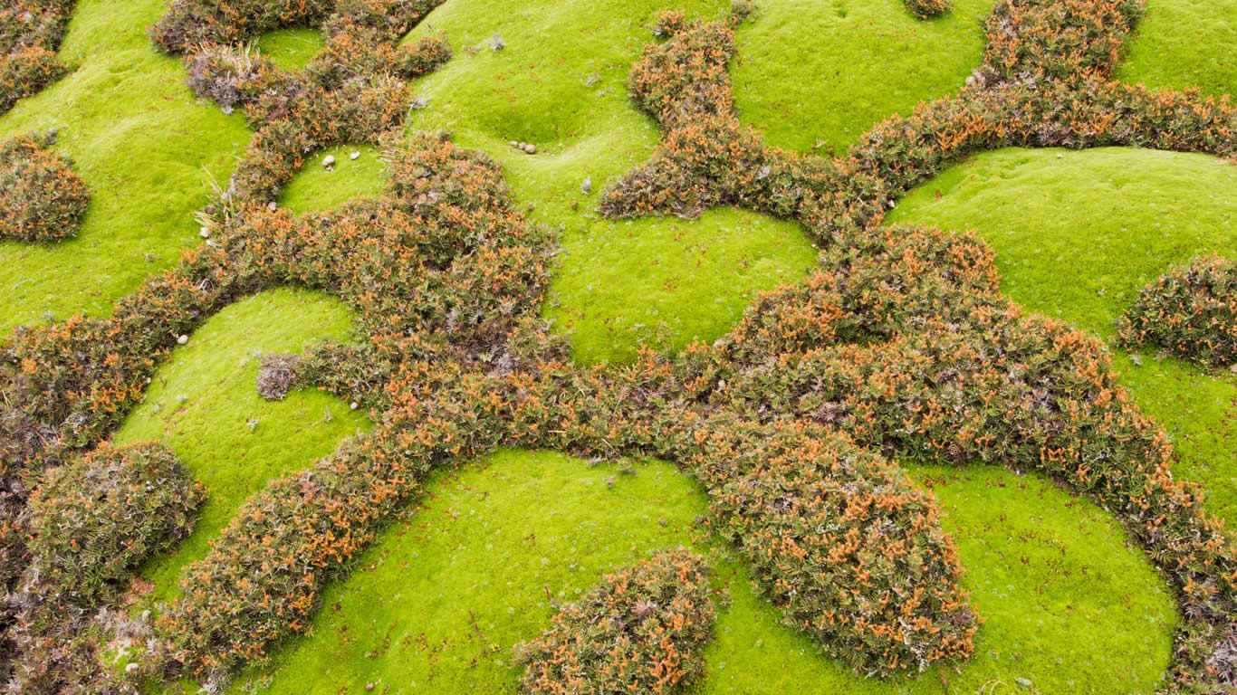 Cushion plants and ferns in Walls of Jerusalem National Park, Tasmania, Australia (© Grant Dixon/Lonely Planet Images/Getty Images)(Bing Australia)