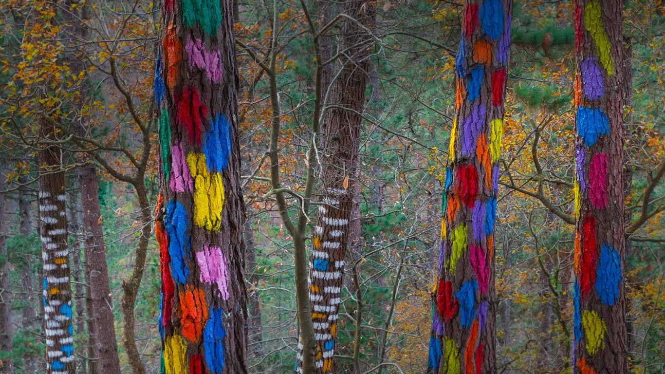 The ‘Living Forest’ in the Oma Valley of Biscay, Spain (© Juan Carlos Munoz/Minden Pictures)(Bing United Kingdom)
