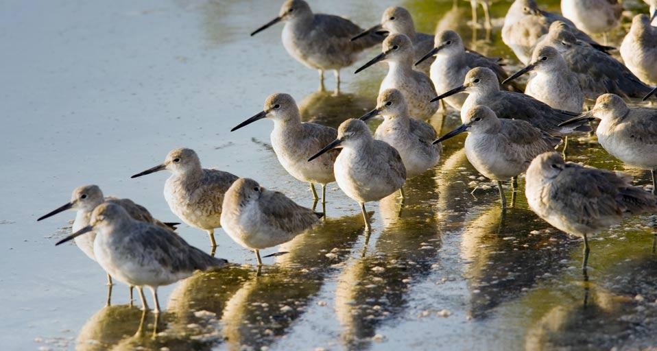 Willets in J. N. “Ding” Darling National Wildlife Refuge on Sanibel Island, Florida (© Bill Gozansky/age fotostock) &copy; (Bing Canada)