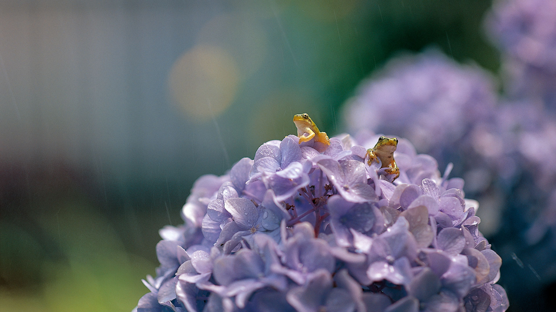 Japanische Laubfrösche (Hyla japonica) auf einer Gartenhortensie (Hydrangea macrophylla), Präfektur Shiga, Japan (© Mitsuhiko Imamori/Minden Pictures)(Bing Deutschland)