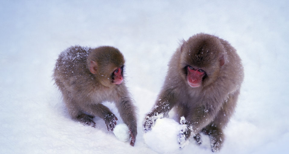 Two Japanese Snow Monkeys play with snowballs in Nagano, Japan – Keren Su/Corbis &copy; (Bing United Kingdom)