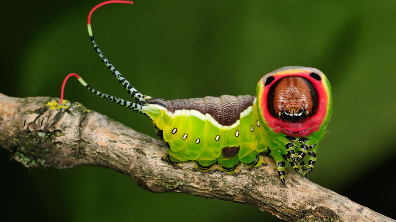 Puss moth caterpillar (© Thomas Marent/Minden Pictures)(Bing United Kingdom)