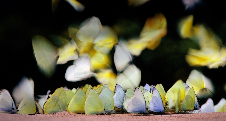 Butterflies sipping water and minerals from a riverbank in Manu National Park, Peru -- Frans Lanting/Corbis &copy; (Bing Canada)