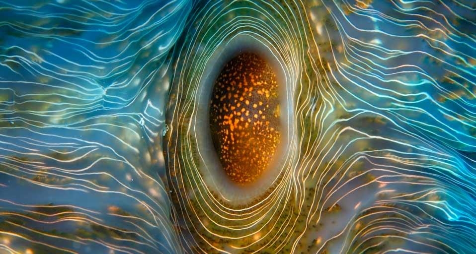 Bear paw clam near Rongelap Atoll in the Marshall Islands (© Andre Seale /Aurora Photos) &copy; (Bing United Kingdom)