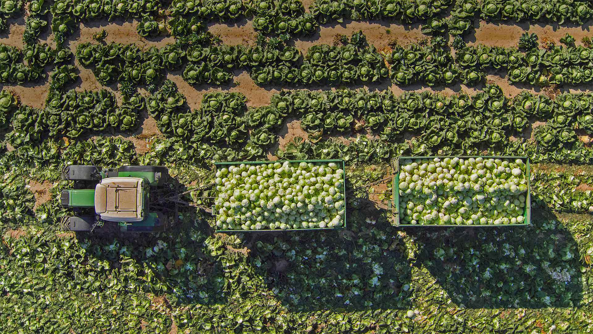Un tracteur remorquant des choux dans un champ à Sankt Pölten, Autriche (© Stephan Zirwes/Getty Images)(Bing France)