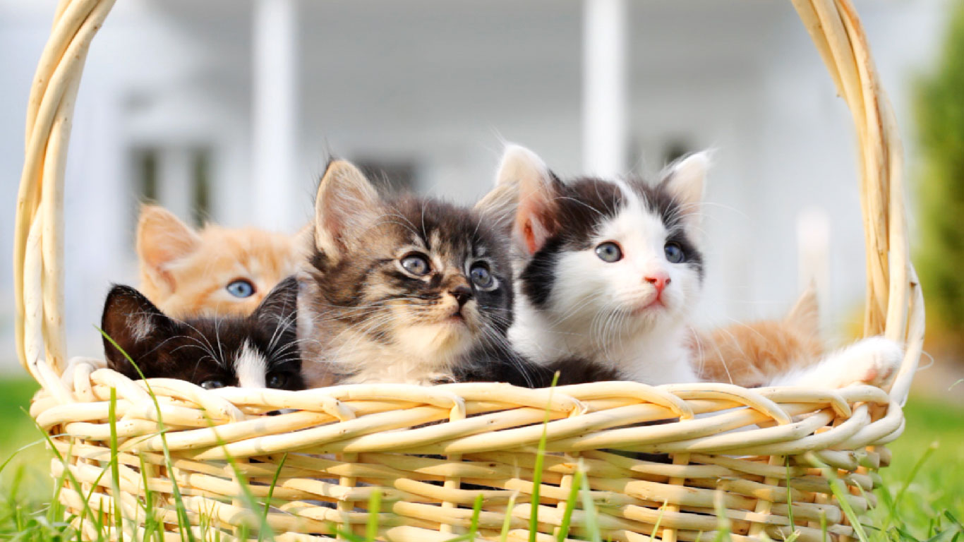Panier rempli de chatons (© skynesher/Creatas Video/Getty Images)(Bing France)