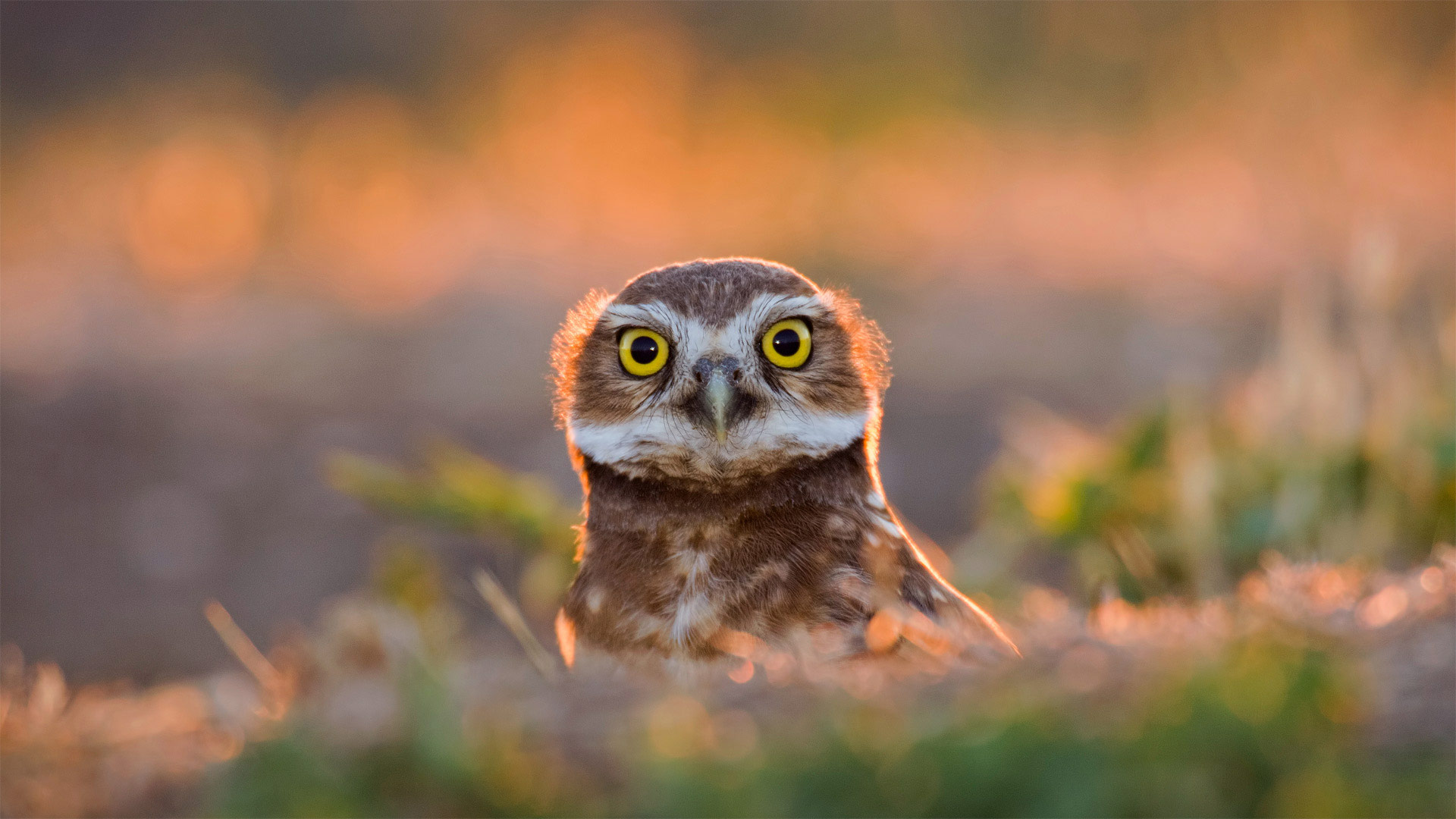An adult burrowing owl emerges from its burrow at sunset in Davis, California, USA (© Neil Losin/Tandem Stills + Motion)(Bing United Kingdom)