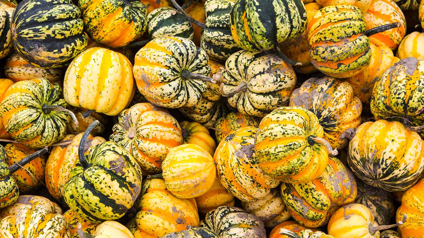 Festival Squash for sale at a farm produce market, Canada (© 167/Pete Ryan/Ocean/Corbis)(Bing Canada)
